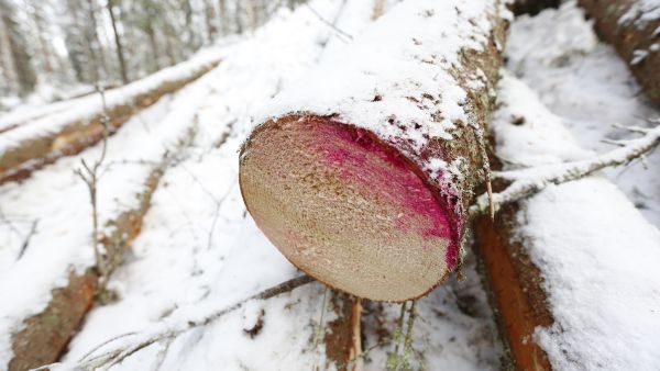 Järeysrunkohinnoittelu kannustaa lihottamaan harvennuspuustoa, sillä puuston keskijäreyden noustessa myös puusta maksettava runkohinta nousee. (Kuva Sami Karppinen)