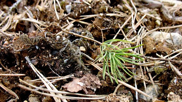 Rousteen maasta nostama männyn taimi kylvöalalla. Rouste voi heikentää kylvötulosta merkittävästi jo kuivahkon kankaan moreenimaalla. (Kuvaaja: Pekka Helenius)