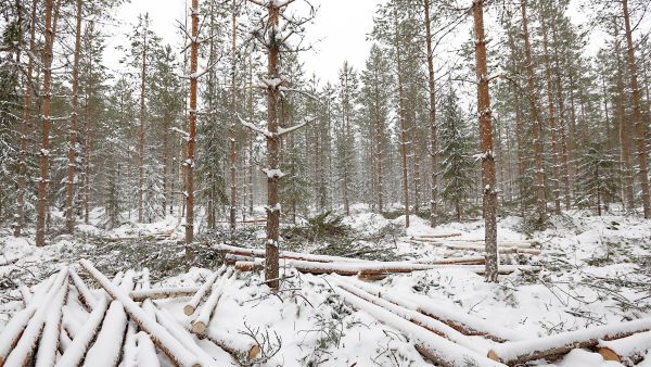 Ensiharvennusten korjuujälki on noussut  keskustelunaiheeksi. Paljon auttaa jo se, että harvennuksen yksityiskohdat, kuten jätettävien puiden määrä, sovitaan ajoissa. (Kuvaaja: Sami Karppinen)