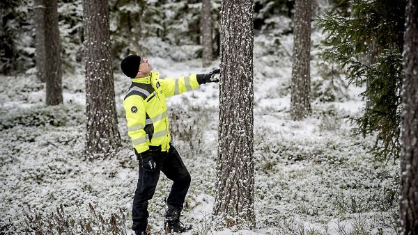 Luopajärven sahan metsäpäällikkö Juha Anttilan toiveleimikko on suoraa satavuotiasta oksatonta männikköä. Vielä niitä löytyy.  (Kuvaaja: Johannes Tervo)