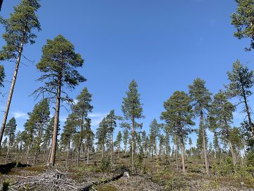 Hitaasti kasvavissa pohjoisen metsissä luontainen uudistaminen on järkevää, sillä tuotokseen nähden istutus maanmuokkauksineen on kallis vaihtoehto. (Kuvaaja: Tiia Puukila)