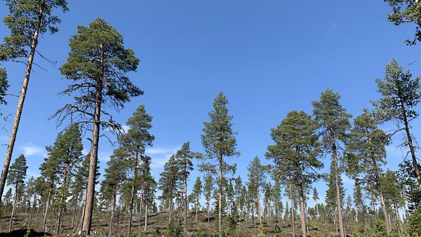 Hitaasti kasvavissa pohjoisen metsissä luontainen uudistaminen on järkevää, sillä tuotokseen nähden istutus maanmuokkauksineen on kallis vaihtoehto. (Kuvaaja: Tiia Puukila)