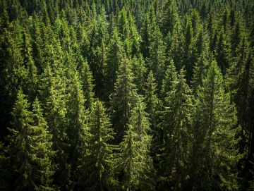 Suomalaisten metsien hiilensidonta kuuluu valtiolle, eikä metsänomistaja voi sitä myydä. 