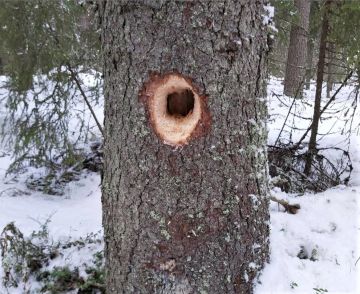 Tilakauppakatsaus porautuu metsätilojen maakunnittaiseen hintakehitykseen. Kuva: Hannu Liljeroos