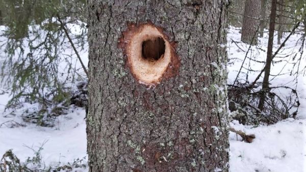 Tilakauppakatsaus porautuu metsätilojen maakunnittaiseen hintakehitykseen. Kuva: Hannu Liljeroos