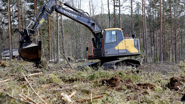 Huolellisesti toteutettu maanmuokkaus on olennainen osa uudistustöiden onnistumista erityisesti, jos odotettavissa on kuivuutta. (Kuvaaja: Sami Karppinen)