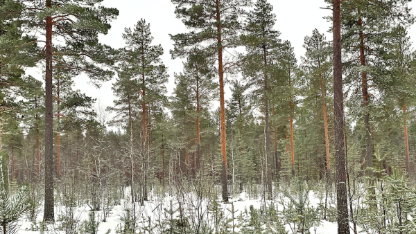 Palstojen maapohjat olivat hyväkasvuisia tuoreita ja kuivahkoja kankaita. (Kuva: Jussi Salomäki)