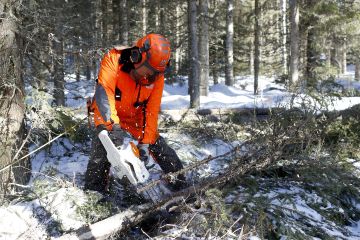 Stihlin MSA 220 C-B ja MSA 200 C-B soveltuvat jo hyvin harvennushakkuulle. Yksi akku kestää kuusikon harvennustyössä 50 minuutista puoleentoista tuntiin. Risto Mykkäsen käsittelyssä on MSA 220 C-B, jossa oli 14 tuuman laippa ja 1,3 milliä leveä teräketju. (Kuvaaja: Sami Karppinen)