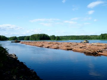 Tukkeja uitetaan Konnuksen kanavassa Leppävirralla kesällä 2019. (Kuvaaja: Timo Hartikainen)