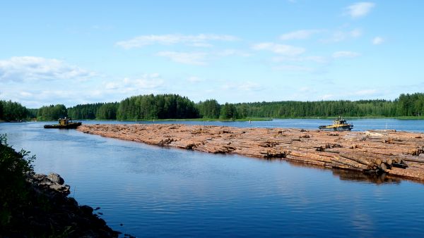 Tukkeja uitetaan Konnuksen kanavassa Leppävirralla kesällä 2019. (Kuvaaja: Timo Hartikainen)