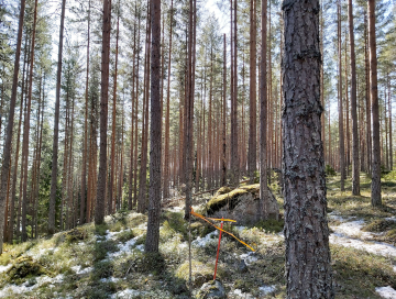 Tilan mäntyvaltainen puusto oli pääosin hyvän arvokasvun vaiheessa. (Kuva: Hannu Liljeroos)