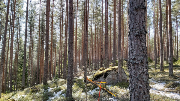 Tilan mäntyvaltainen puusto oli pääosin hyvän arvokasvun vaiheessa. (Kuva: Hannu Liljeroos)