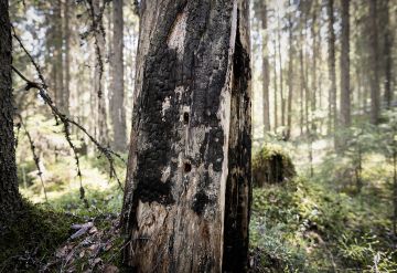 Kuusikkoinen rinne on palanut joskus 1800-luvulla. Jäljellä on vielä hiiltyneitä kantoja.  (Kuvaaja: Petteri Kivimäki)