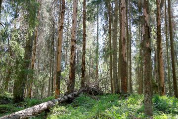 Kirjanpainajat valtaamat kuuset tulisi poistaa metsästä siinä vaiheessa, kun kuoriaisen toukat ovat vielä kaarnan alla. Kuolleiden puiden poistamisesta ei ole tuhojen torjunnan kannalta hyötyä. (Kuva: Tiia Puukila)