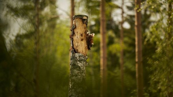 Monimuotoisuuslisän saamiseksi pitää hakkuualueelle tehdä vähintään 10 tekopökkelöä. Niiden avulla voidaan nopeuttaa lahopuun muodostumista. (Kuva: Pasi Salminen)