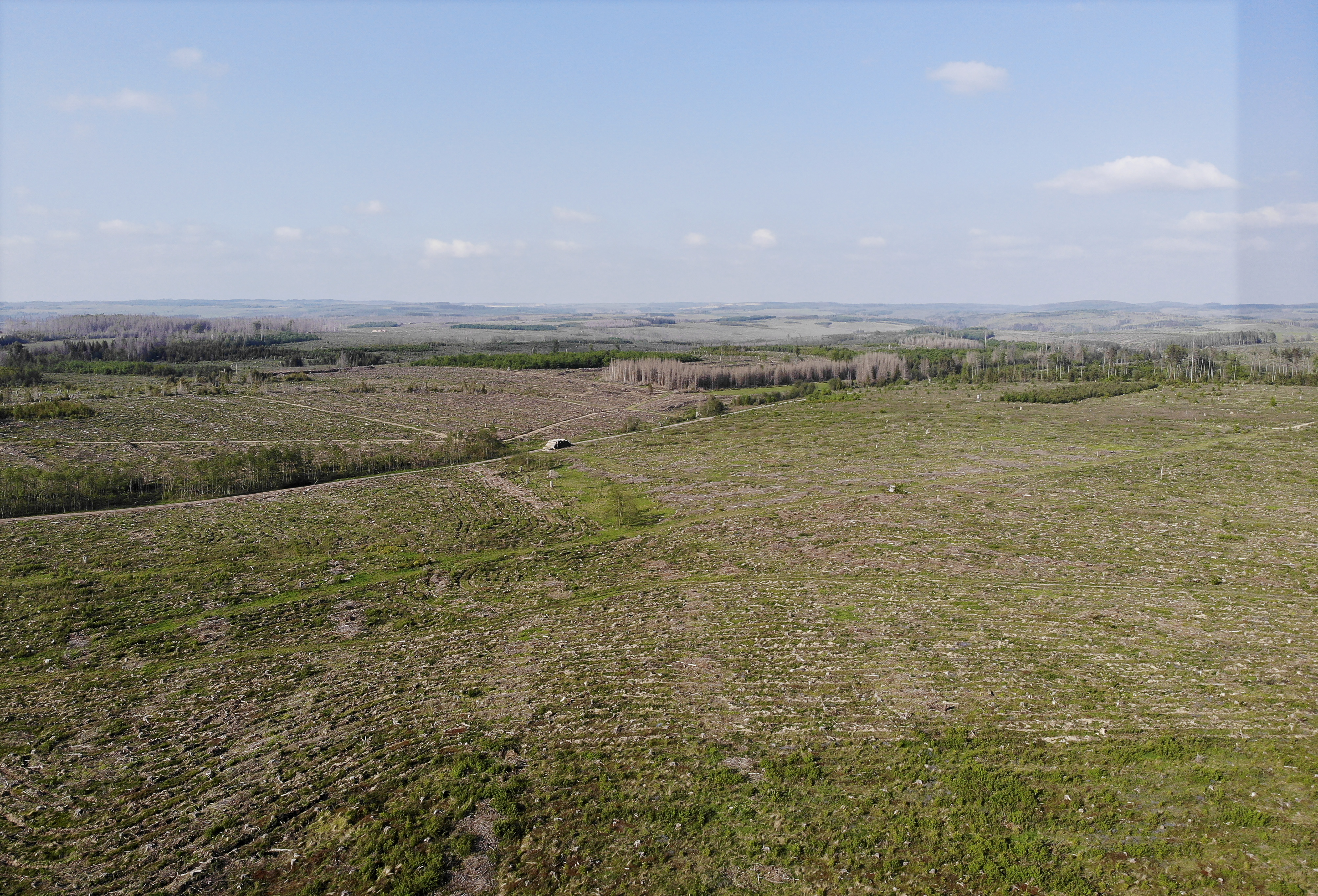 Saksalaiskuusikoiden tuhot voivat merkitä runsauden päiviä suomalaisille sahoille ja metsänomistajille  tai kurjuutta, jos tuhot leviävät meillekin.  