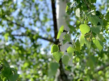 Etelä-Suomen rauduskoivuilla on enemmän lehtiä kuin pohjoisen rauduksilla, mutta pohjoinen rauduskoivu on tehokkaampi yhteyttäjä. (Kuvaaja: Tiia Puukila)