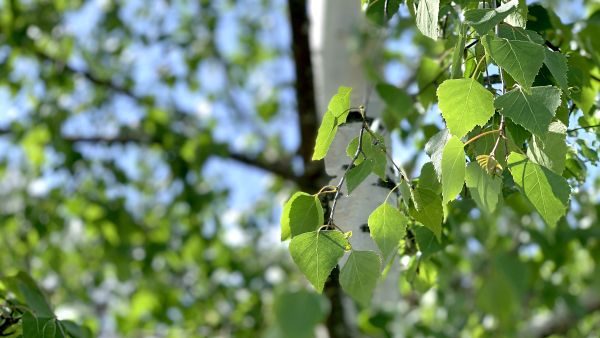 Etelä-Suomen rauduskoivuilla on enemmän lehtiä kuin pohjoisen rauduksilla, mutta pohjoinen rauduskoivu on tehokkaampi yhteyttäjä. (Kuvaaja: Tiia Puukila)