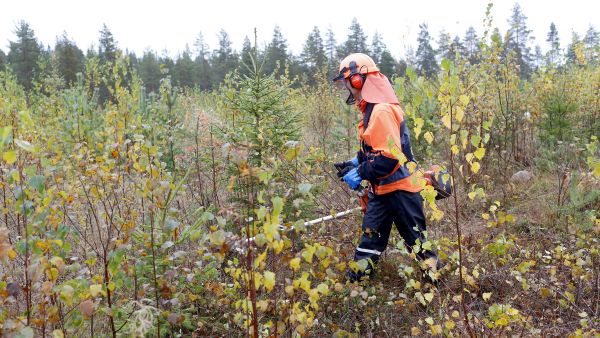 Kylvämällä tai luontaisesti uudistettu taimikko, tai sekataimikko, on syytä hoitaa ajoissa. Kylvötaimikko jopa hiukan tavallista aiemmin. (Kuvaaja: Sami Karppinen)