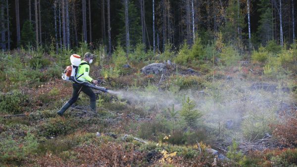 Metsälehden kokeili Tricon ruiskuttamista viime syksynä  lupaavin tuloksin. (Kuvaaja: Sami Karppinen)