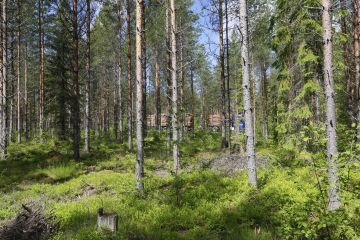 Tämä Uuraisilla Metsäkeskuksen erillisselvityksessä keväällä 2022 tarkastettu ensiharvennusleimikko arvosteltiin virheelliseksi, koska puustoa oli tulosten mukaan harvennettu liian voimakkaasti. Nyt Metsäkeskus myöntää, että erillisselvityksen tulokset eivät ole luotettavia. (Kuva: Sami Karppinen)