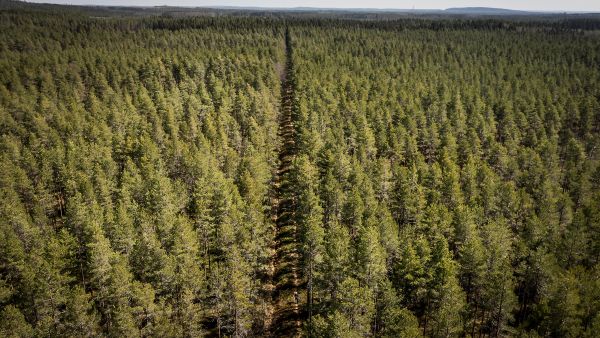 Jaakkoinsuo Vilppulassa on ensimmäisiä metsänkasvatusmielessä ojitettuja soita. Yli satavuotiaan ojalinjan toinen puoli on jätetty hoitamatta, toisessa on tehty tavalliseen tapaan harvennuksia. (Kuvaaja: Petteri Kivimäki)