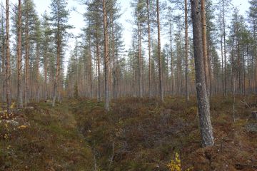 Jos haluaa tehdä metsässään kunnostusojituksen valtion tarjoaman kemera-tuen avustuksella, on hakemus syytä tehdä pian. Metsäkeskus ottaa hakemuksia vastaan 1.10.2023 saakka. Ensi vuoden alussa käyttöön otettavaa metka-tukea ei ole tarjolla kunnostusojitustyöhön. Kuva: Sami Karppinen. 