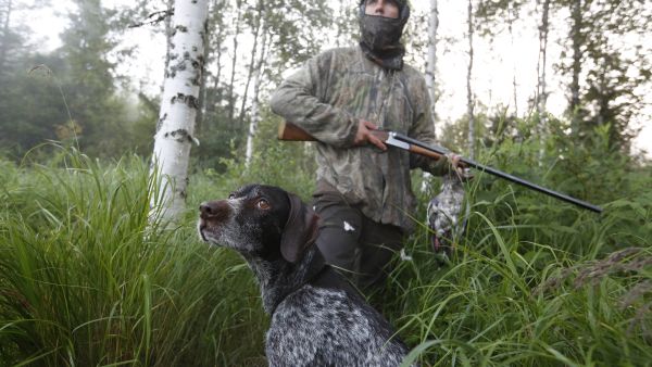 Tämän vuoden jahtikautta odotetaan lintuinfluenssan takia poikkeuksellisissa tunnelmissa. Leviämisriski on syytä tiedostaa myös metsästyksessä. Kuva: Sami Karppinen. 