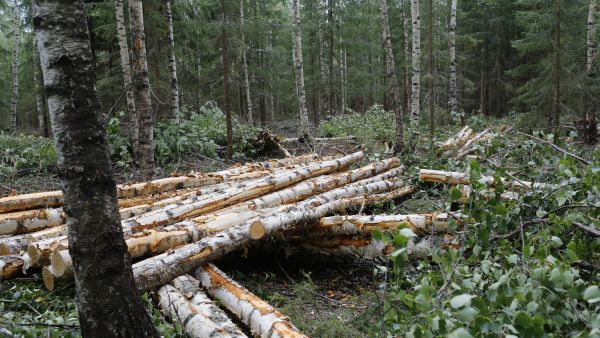 Kuitupuuta ohjautuu tällä hetkellä paljon energiakäyttöön, joka ylläpitää kilpailua harvennusleimikoista. (Kuvaaja: Sami Karppinen)