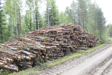 Hankintahakkaaja päätyy yhä useammin korjaamaan kaikki harvennuspuut energiapuuna samaan kasaan. Tällaisesta pinosta käydään ostajien välillä nyt kovaa kisaa, joskin tilanne voi vaihdella paljon eri puolilla maata. Kuva: Sami Karppinen.