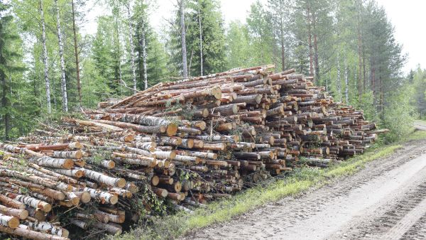 Hankintahakkaaja päätyy yhä useammin korjaamaan kaikki harvennuspuut energiapuuna samaan kasaan. Tällaisesta pinosta käydään ostajien välillä nyt kovaa kisaa, joskin tilanne voi vaihdella paljon eri puolilla maata. Kuva: Sami Karppinen.