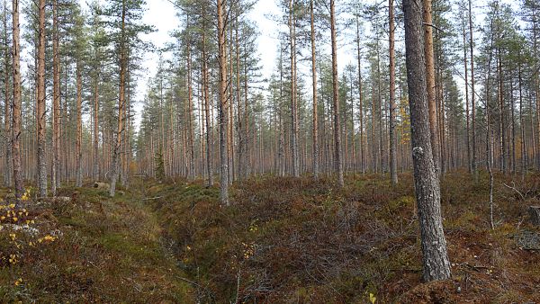 Ensi vuonna käynnistyvä metka-tukijärjestelmä ei tarjoa tukea ojien kunnostukseen. Jatkossa tarjolla on tukea suometsän hoitosuunnitelman laadintaan ja suometsän vesiensuojelutoimien tekemiseen. (Kuva: Sami Karppinen) 