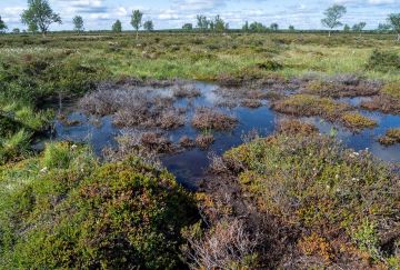 Lämpenemisen seurauksena esimerkiksi palsasuot ja ikirouta sulavat. Kuvassa sulanut palsakumpu Inarista. (Kuva: Syke)