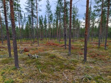 Hakkuutähteet heikentävät jäkälän menestymistä. Tältä näyttää, jos tähteet jätetään paikoilleen poimintahakattuun männikköön. (Kuvaaja: Antti PekkarinenLuke)