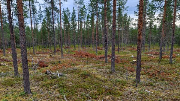 Hakkuutähteet heikentävät jäkälän menestymistä. Tältä näyttää, jos tähteet jätetään paikoilleen poimintahakattuun männikköön. (Kuvaaja: Antti PekkarinenLuke)