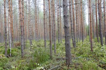 Puun hintojen nousu harvennushakkuilla näkyy myös tila-arvioissa. Hehtaari kasvatusmetsää on Etelä-Suomessa nyt noin tuhat euroa arvokkaampaa kuin vuosi sitten. (Kuvaaja: Sami Karppinen)