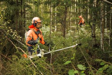 Ukrainalaiset Artem Kozynets ja Dmytro Kulykivskyi ennakkoraivasivat syyskuun alussa Janakkalassa sijaitsevaa kuusikkoa. Kaksikon työnantaja, metsäpalveluyrittäjä Mihkel Juhkam, pitää itsestäänselvyytenä, että hänen yrityksensä noudattaa metsäalan työehtosopimusta ja että työluvat ovat kunnossa. (Kuvaaja: Seppo Samuli)