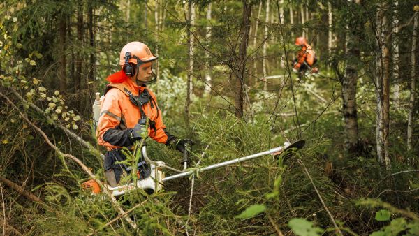 Ukrainalaiset Artem Kozynets ja Dmytro Kulykivskyi ennakkoraivasivat syyskuun alussa Janakkalassa sijaitsevaa kuusikkoa. Kaksikon työnantaja, metsäpalveluyrittäjä Mihkel Juhkam, pitää itsestäänselvyytenä, että hänen yrityksensä noudattaa metsäalan työehtosopimusta ja että työluvat ovat kunnossa. (Kuvaaja: Seppo Samuli)