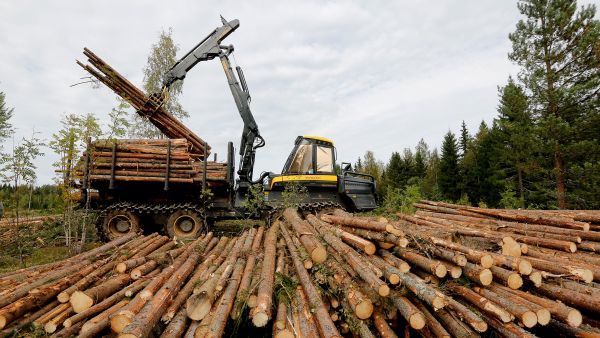 Puunkorjaajien työllisyystilanne vaihtelee tällä hetkellä paljon sekä keliolosuhteista että asiakkaista riippuen. Pohjois-Savon Nilsiässä ajokoneenkuljettaja Eetu Nummisella on toistaiseksi riittänyt töitä yksityisten sahojen leimikoilla. (Kuvaaja: Sami Karppinen)