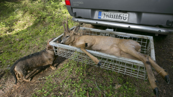 Luonnonvarakeskuksen epävirallisen arvion mukaan metsäkauriita on Suomessa 95 000–100 000. 