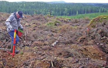 Syysistutuksessa metsänomistaja ottaa  riskin. Onnistunut maanmuokkaus ja taimien istuttaminen syvälle parantavat onnistumisen mahdollisuuksia. (Arkistokuva: Erkki Oksanen)