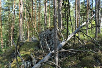 Tattarisaaren metsä on monimuotoinen ja luonnontilassa. (Kuva: Marjo Kuisma)