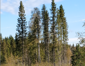 Monimuotoisuuslisät kannustavat jättämään säästöpuita ja tekopökkelöitä sertifiointiehtoja enemmän. (Kuva: Mikko Häyrynen)