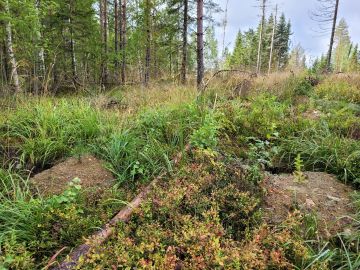 männyn ja kuusen taimi sekaviljelyssä