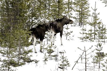 Ruotsin metsästäjäjärjestöt vastustavat ehdotusta metsästysaikojen pidentämisestä. (Kuva:  Ari Komulainen)