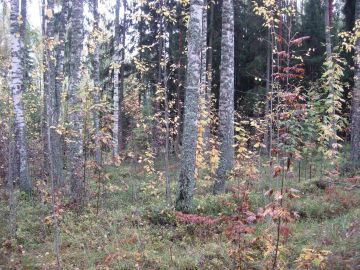 Tällä hetkellä koivutukin takia ei hoitotöitä kannata pohjoisessa tehdä, koska siitä ei saa kuitupuuta korkeampaa hintaa. (Kuva: Mikko Häyrynen)