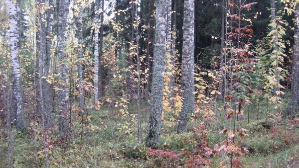 Tällä hetkellä koivutukin takia ei hoitotöitä kannata pohjoisessa tehdä, koska siitä ei saa kuitupuuta korkeampaa hintaa. (Kuva: Mikko Häyrynen)