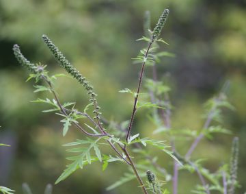 Tuoksukki on pujolle sukua oleva, vahvasti allergeenista siitepölyä tuottava ruohovartiskasvi.  (Kuva: Juha Jantunen)