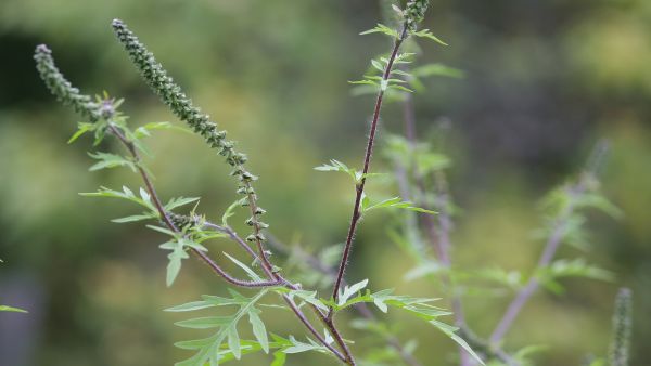 Tuoksukki on pujolle sukua oleva, vahvasti allergeenista siitepölyä tuottava ruohovartiskasvi.  (Kuva: Juha Jantunen)