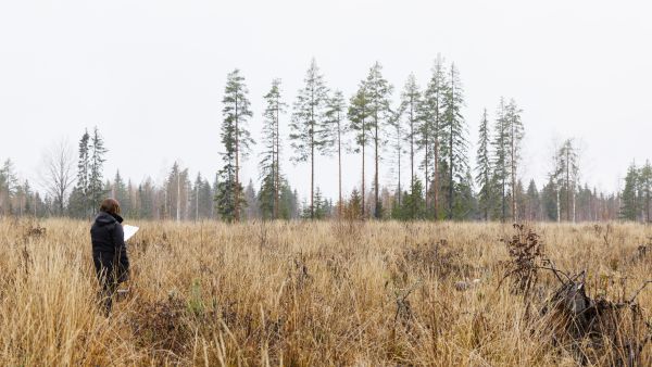 Erikoistutkija Saija Huuskonen etsii koealoja Vesijaon tutkimusmetsässä Padasjoella. Sekametsäkoealoista tullaan saamaan jatkossa tärkeää tutkimustietoa sekametsien perustamisesta ja hoidosta. (Kuvaaja: Seppo Samuli)